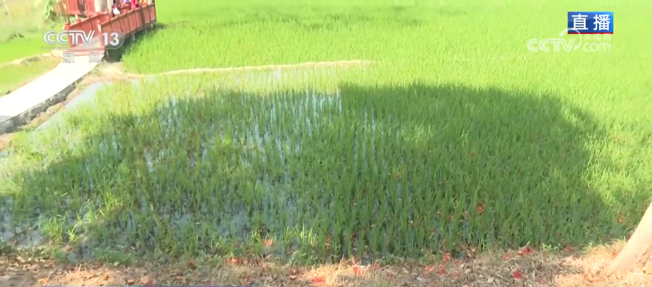 唱好“花为媒” 发展“花经济” 各地抢抓“春日经济”流量红利(图4) 唱好“花为媒” 发展“花经济” 各地抢抓“春日经济”流量红利(图4)