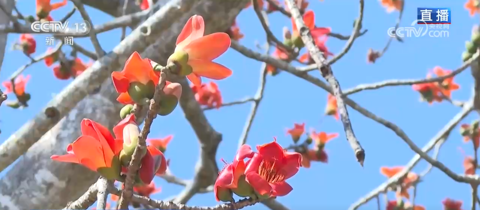 唱好“花为媒” 发展“花经济” 各地抢抓“春日经济”流量红利(图2) 唱好“花为媒” 发展“花经济” 各地抢抓“春日经济”流量红利(图2)