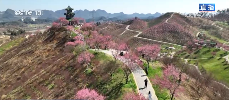 唱好“花为媒” 发展“花经济” 各地抢抓“春日经济”流量红利(图7) 唱好“花为媒” 发展“花经济” 各地抢抓“春日经济”流量红利(图7)