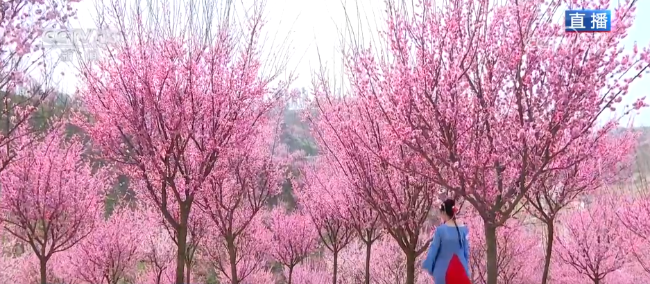 唱好“花为媒” 发展“花经济” 各地抢抓“春日经济”流量红利(图8) 唱好“花为媒” 发展“花经济” 各地抢抓“春日经济”流量红利(图8)