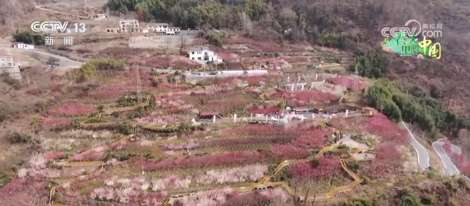 唱好“花为媒” 发展“花经济” 各地抢抓“春日经济”流量红利(图14) 唱好“花为媒” 发展“花经济” 各地抢抓“春日经济”流量红利(图14)