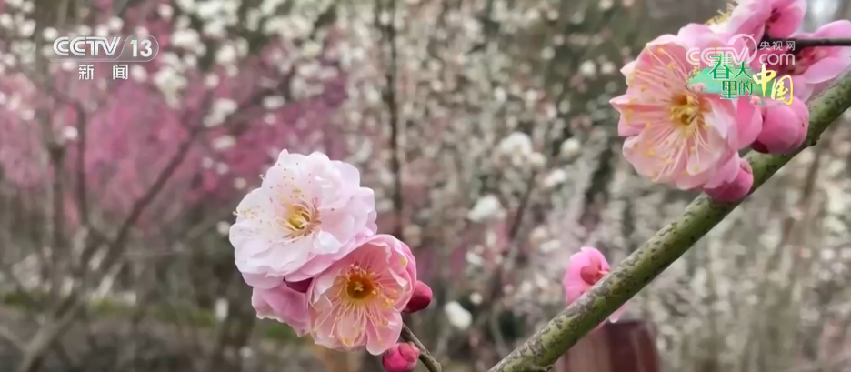 唱好“花为媒” 发展“花经济” 各地抢抓“春日经济”流量红利(图13) 唱好“花为媒” 发展“花经济” 各地抢抓“春日经济”流量红利(图13)