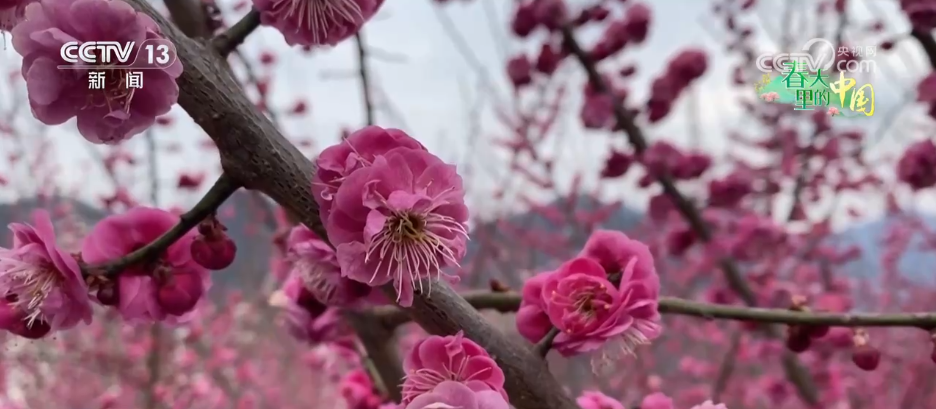 唱好“花为媒” 发展“花经济” 各地抢抓“春日经济”流量红利(图12) 唱好“花为媒” 发展“花经济” 各地抢抓“春日经济”流量红利(图12)