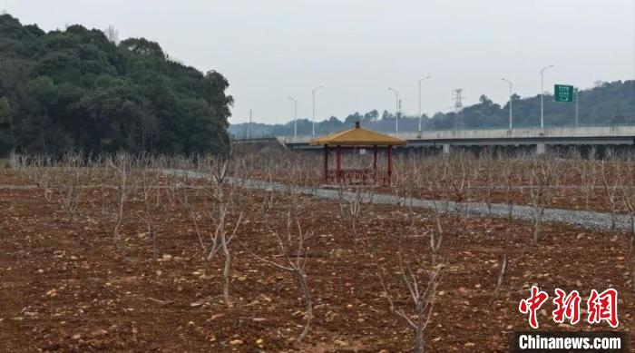 (乡村行·看振兴)荒山变果园 江西九江八里湖新区多元发展促振兴(图1) (乡村行·看振兴)荒山变果园 江西九江八里湖新区多元发展促振兴(图1)