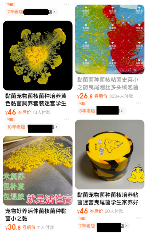 突然火了!孩子把黏糊糊的它当宠物养,家长懵了……(图1) 突然火了!孩子把黏糊糊的它当宠物养,家长懵了……(图1)