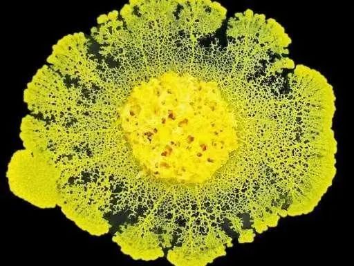 突然火了!孩子把黏糊糊的它当宠物养,家长懵了……(图2) 突然火了!孩子把黏糊糊的它当宠物养,家长懵了……(图2)