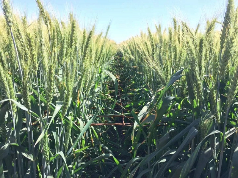 1.jpg 气候变化催生创新性的小麦育种策略(图1)