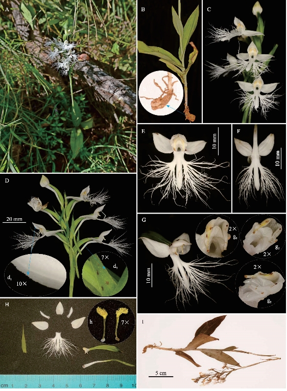 云南龙陵发现中国新记录物种龙须玉凤花(图1)