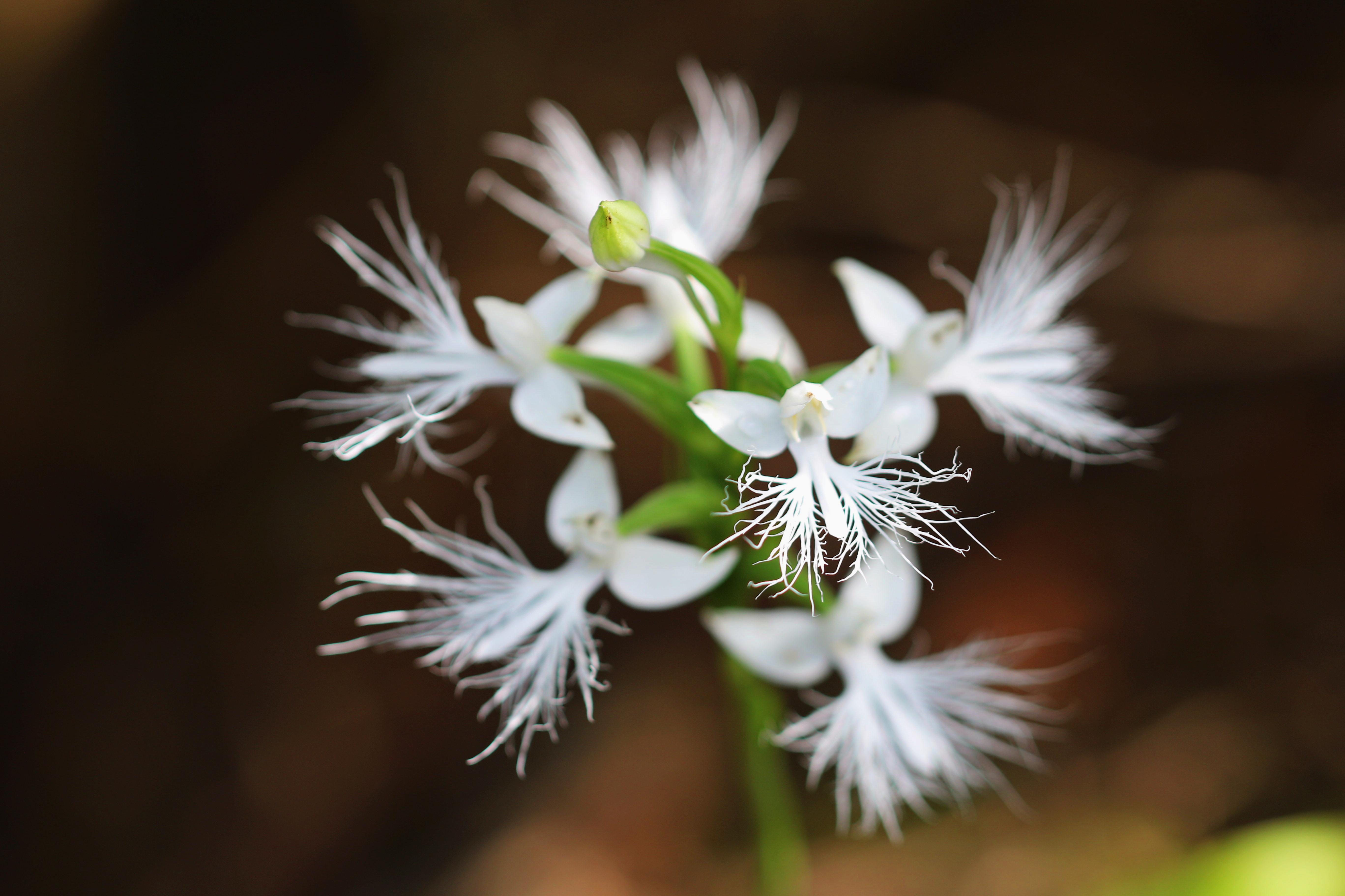 云南龙陵发现中国新记录物种龙须玉凤花(图2)