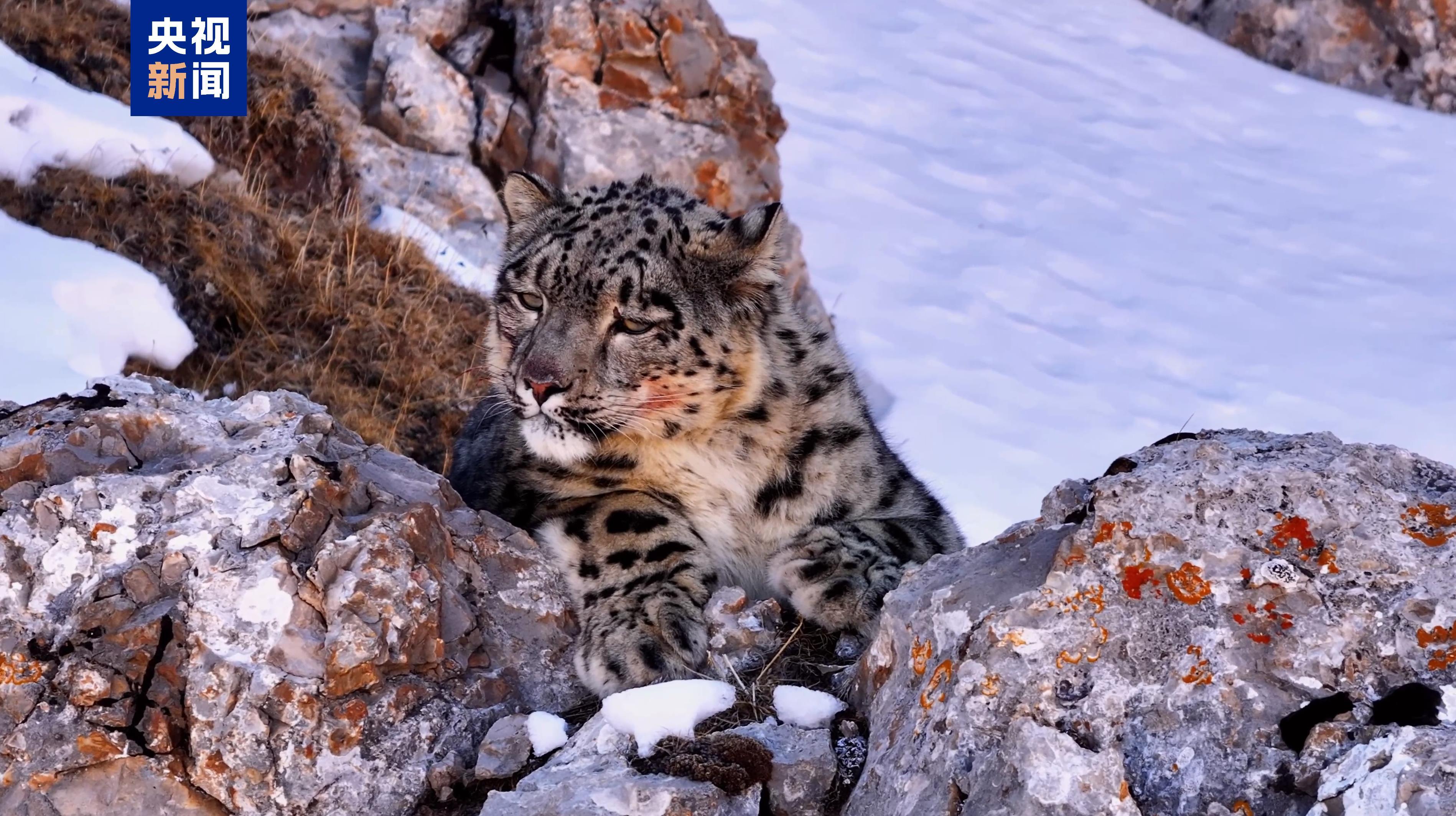 种群数量达1200只 世界雪豹日到青海看“雪山之王”(图1) 种群数量达1200只 世界雪豹日到青海看“雪山之王”(图1)