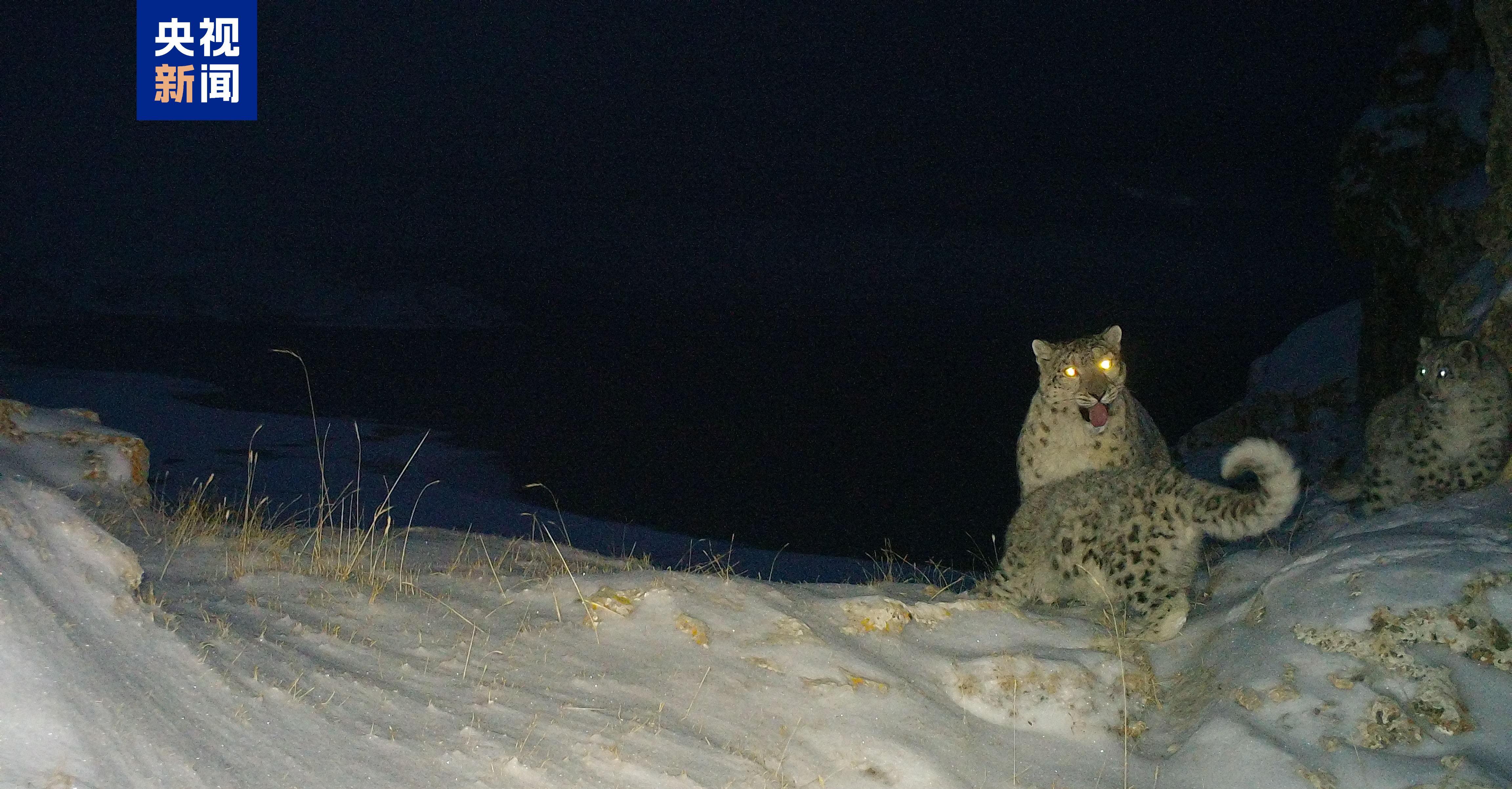 种群数量达1200只 世界雪豹日到青海看“雪山之王”(图2) 种群数量达1200只 世界雪豹日到青海看“雪山之王”(图2)