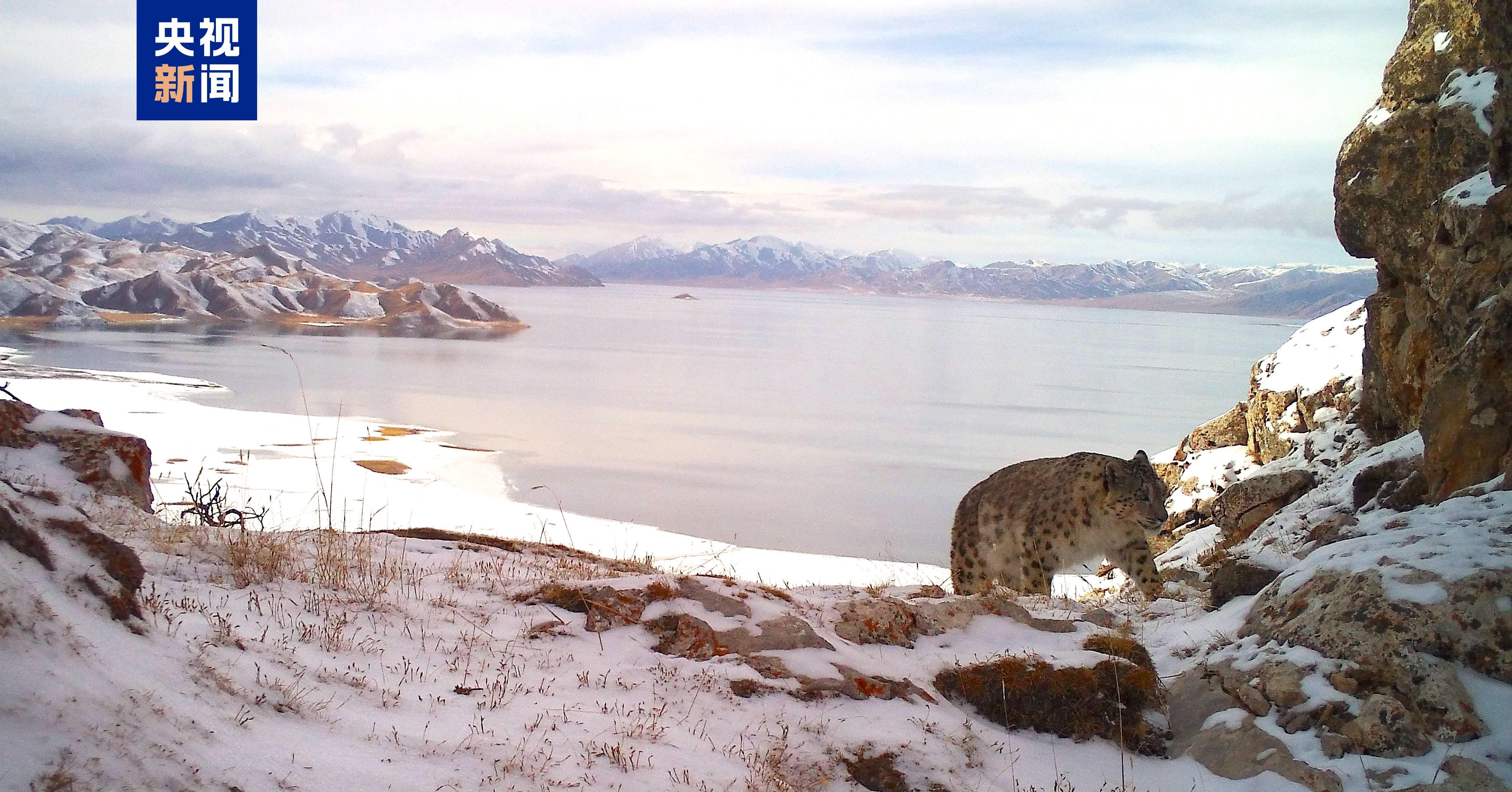 种群数量达1200只 世界雪豹日到青海看“雪山之王”(图3) 种群数量达1200只 世界雪豹日到青海看“雪山之王”(图3)