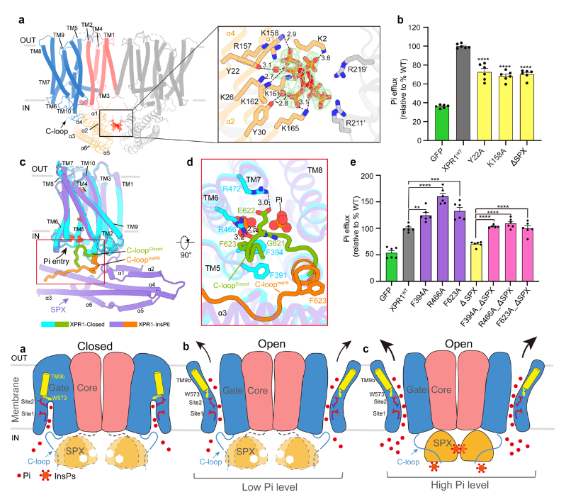 人体磷酸盐转运和调控机制揭示(图1)