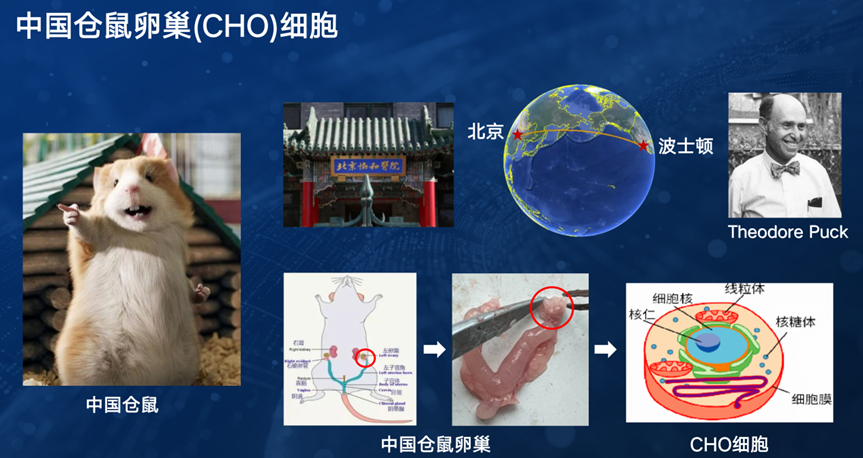 百年传奇!一只中国小仓鼠,是如何影响全球生物医药行业发展的?(图1) 百年传奇!一只中国小仓鼠,是如何影响全球生物医药行业发展的?(图1)