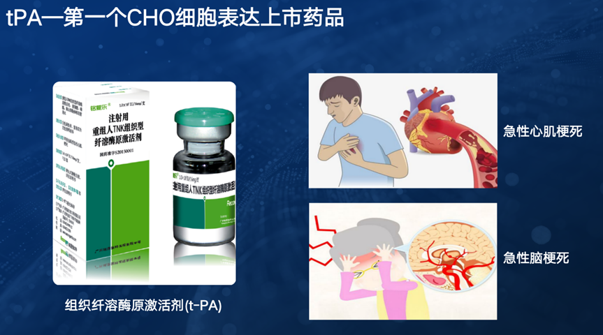 百年传奇!一只中国小仓鼠,是如何影响全球生物医药行业发展的?(图2) 百年传奇!一只中国小仓鼠,是如何影响全球生物医药行业发展的?(图2)