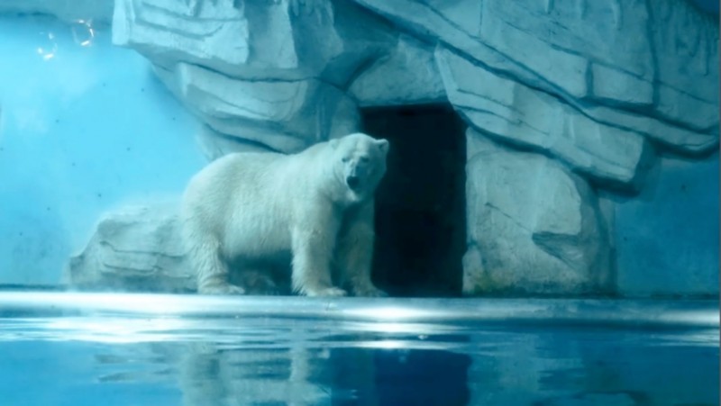 媒体管家: 北极熊大挑战:北冰洋携手欧乐堡动物王国守护冰川(图3) 媒体管家: 北极熊大挑战:北冰洋携手欧乐堡动物王国守护冰川(图3)