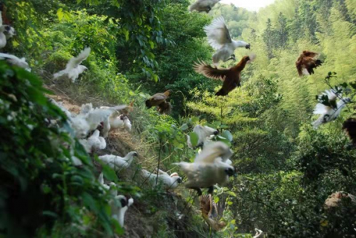 “鸡皇后”三十年让乌鸡成了金凤凰 圆了上万贫困人口脱贫梦(图5)