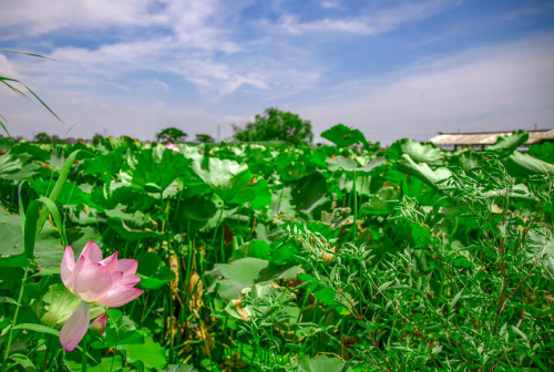 徐舍打造江南水乡特色丰收季,为中国农民丰收节增色(图3) 徐舍打造江南水乡特色丰收季,为中国农民丰收节增色(图3)