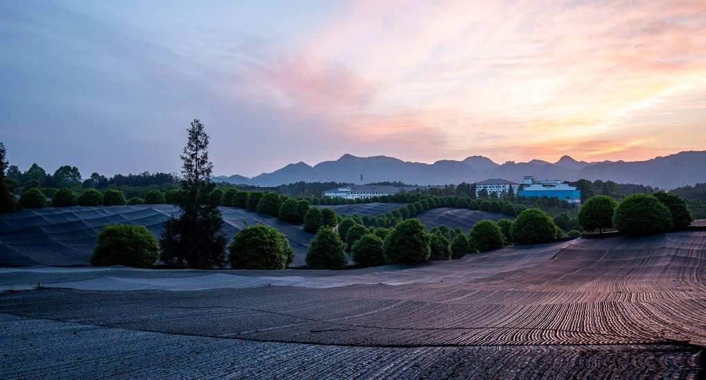 在中国，怎么样才能做出好抹茶？(图4)
